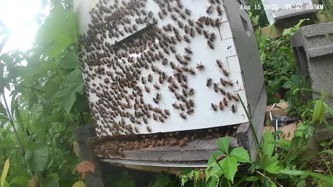 Bees on a Friday Morning at Sunrise
