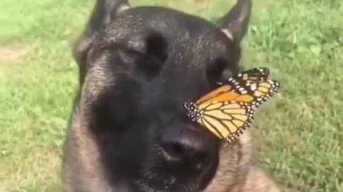 🐶🦋 The Dog and Butterfly Meme is TO DIE FOR! | FunFM