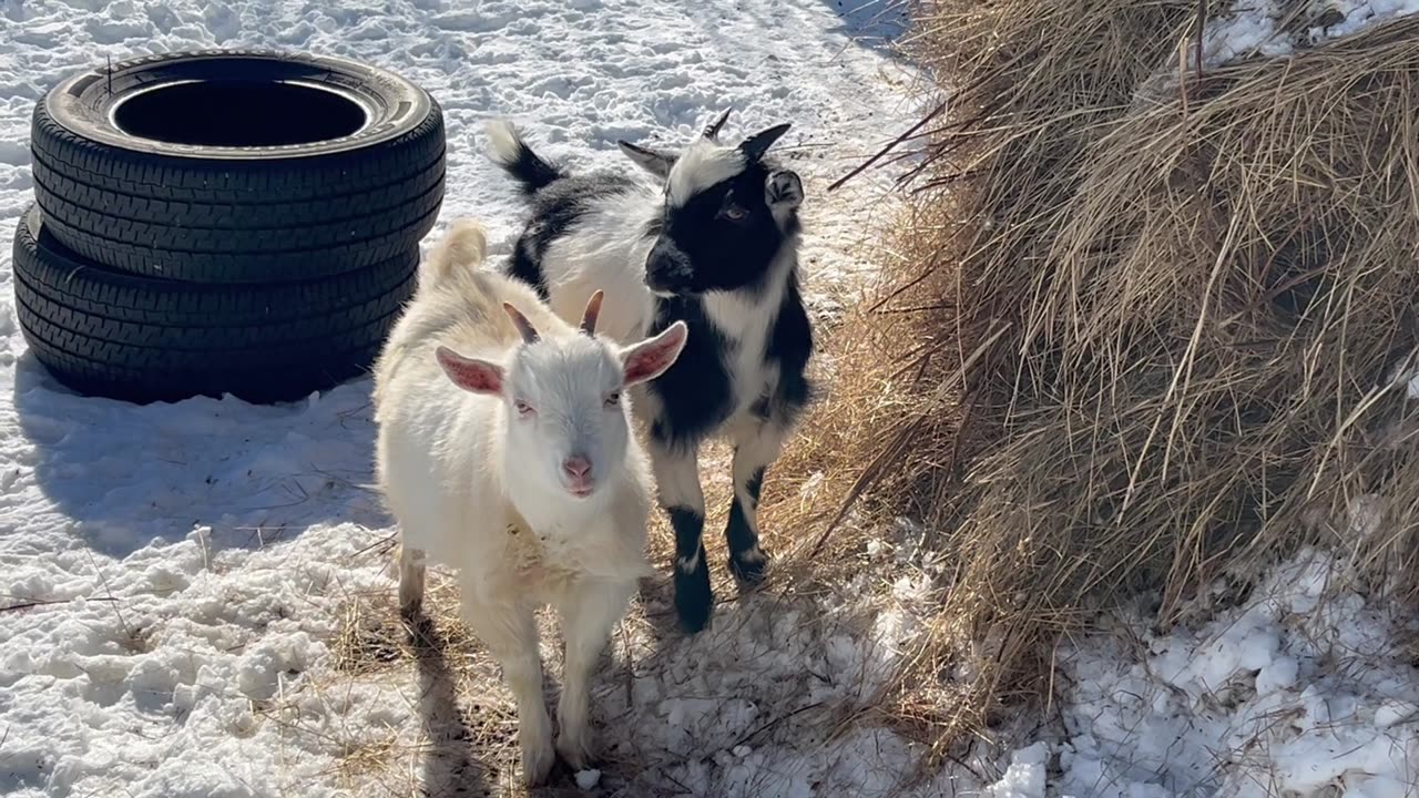 Nigerian Dwarfs Goats 🐐