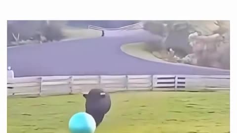 😂🐄 Real Life Ferdinand! | FunFM