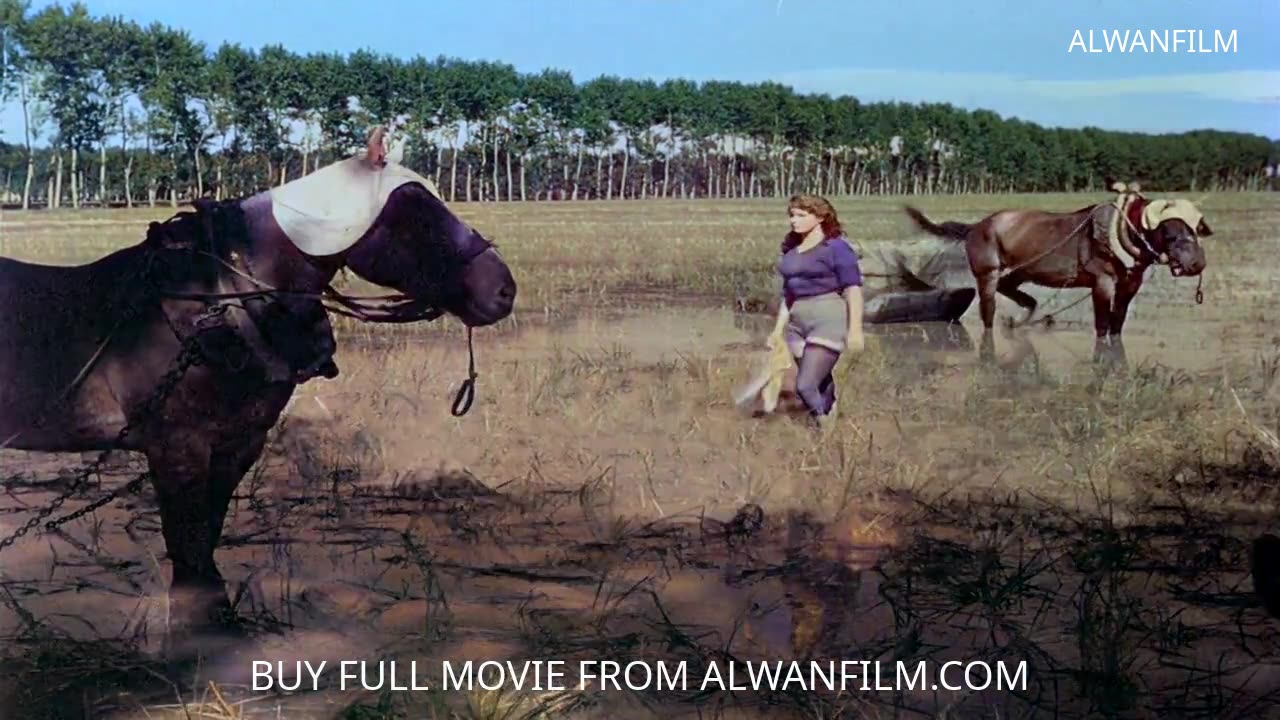 Bitter Rice (1949) Colorized