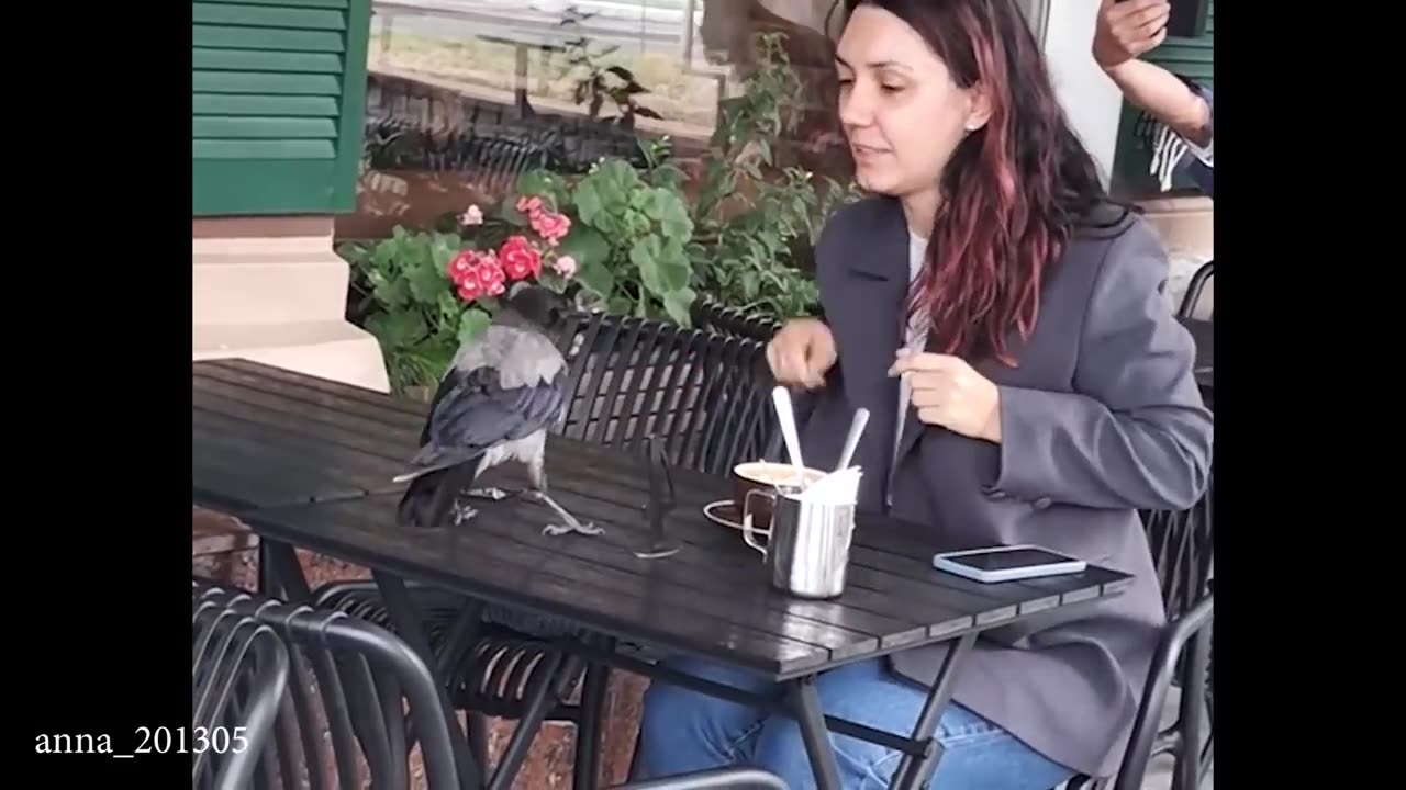 Animals