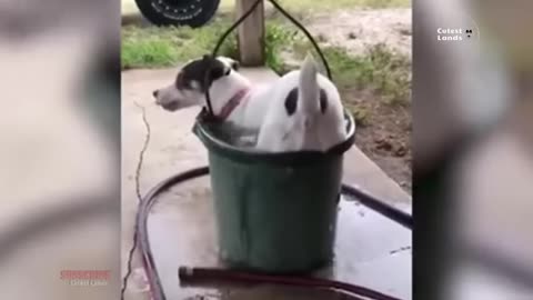 funniest animal videos compilation - laugh nonstop with these funny videos