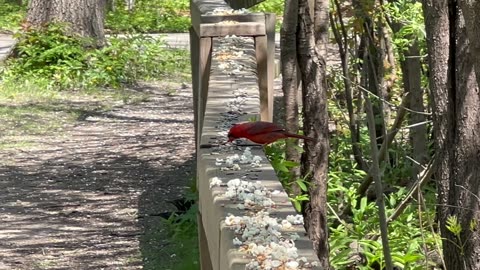 Cardinal lunching