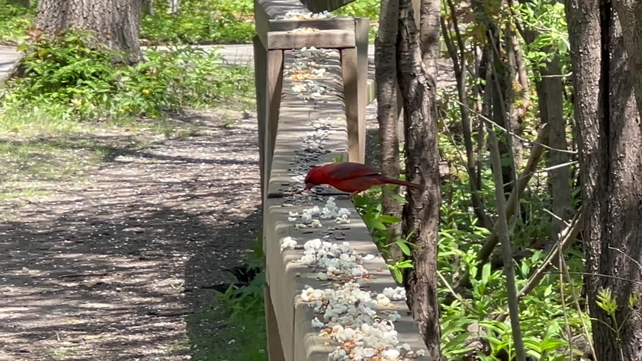 Cardinal lunching