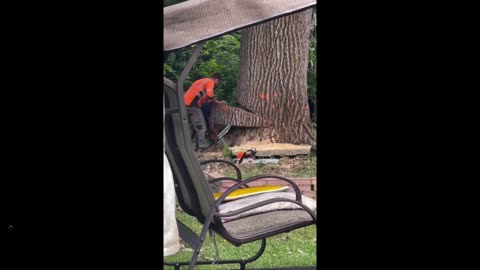 Not too smart - how many have they 'removed'? Tree removal gone very wrong