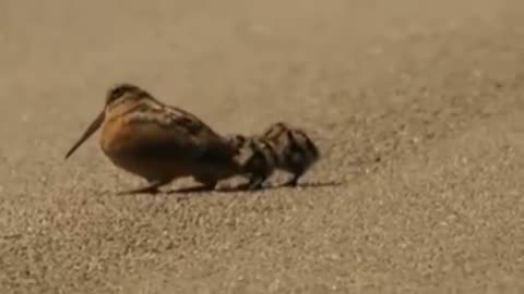 American Woodcock fun ...!!!!!!!