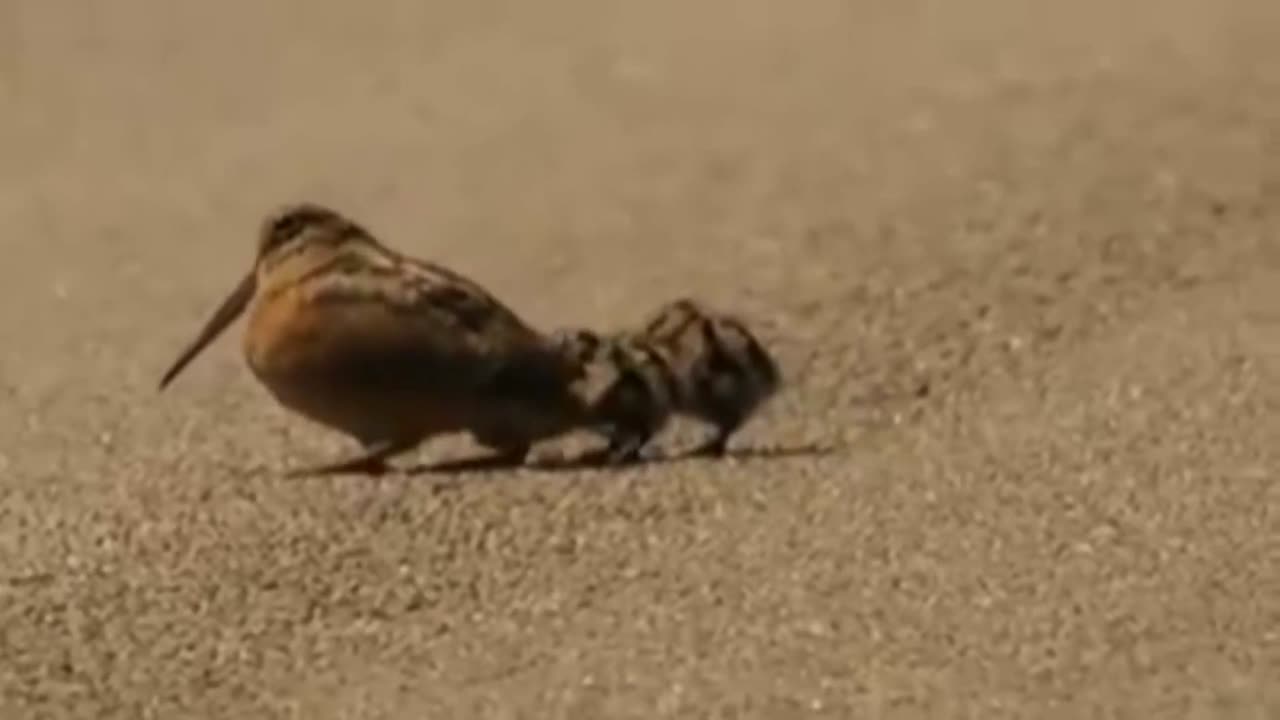 American Woodcock fun ...!!!!!!!