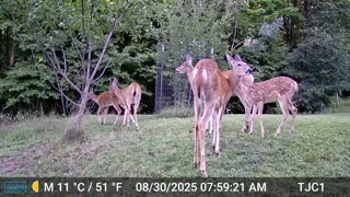 Fawn wants to nurse
