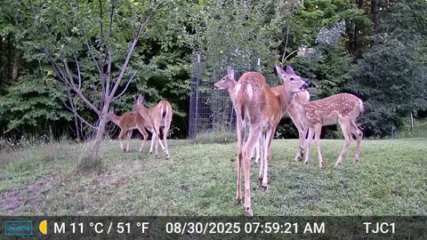 Fawn wants to nurse