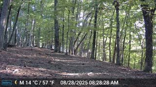 The Woods – 08/28/2025
