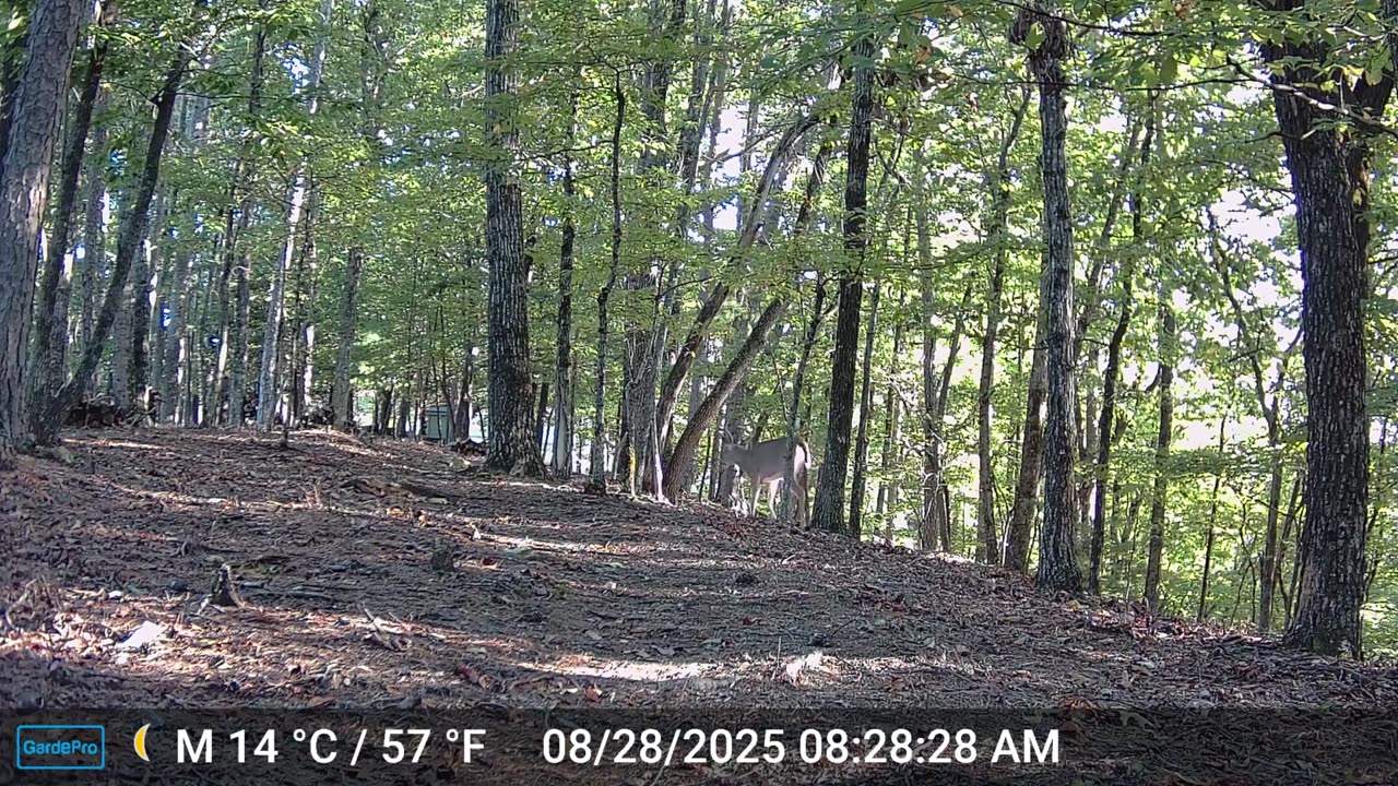 The Woods – 08/28/2025