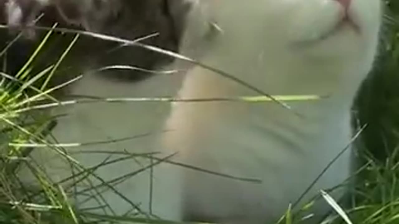 Sensitive Cat Moments