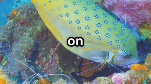 🐟🧼 Underwater Cleaners The Mutual Bond Between Cleaner Fish & Groupers! 🦈✨