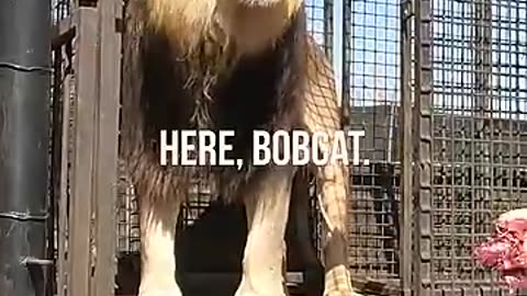 Animals