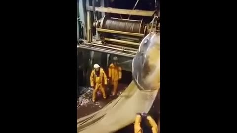 Ces pêcheurs ont capturé un poisson énorme dans leur filet