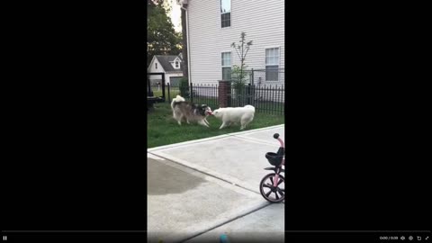 Quick Smile clip: Tow dogs, neither will give up. I can't stop watching this 😂