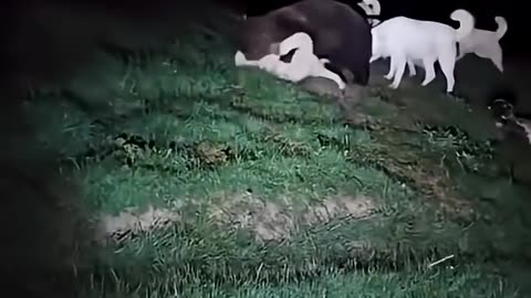 animals