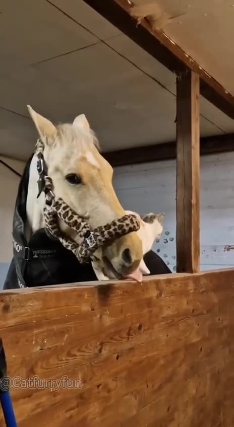 Cats love their horses