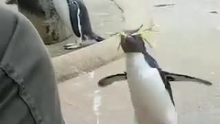 Funny Funny Penguins