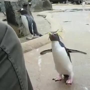 Funny Funny Penguins