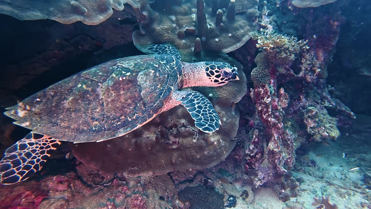 Underwater Art Performance for Peace