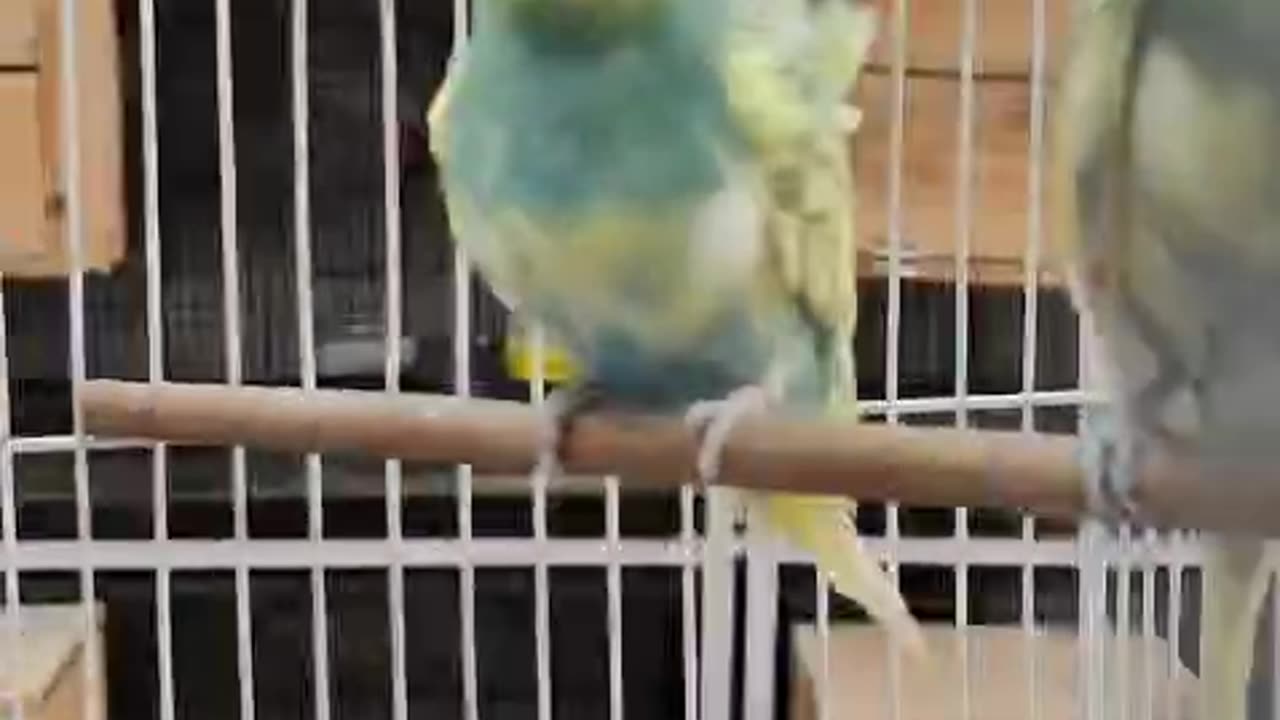 Hogoromo budgie
