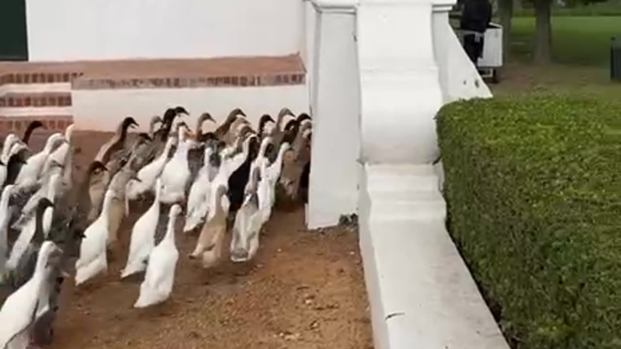 Geese on the march