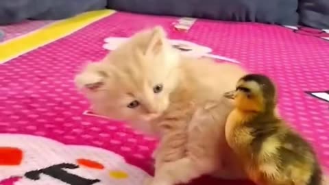 Kitten & duckling – pure cuteness overload!