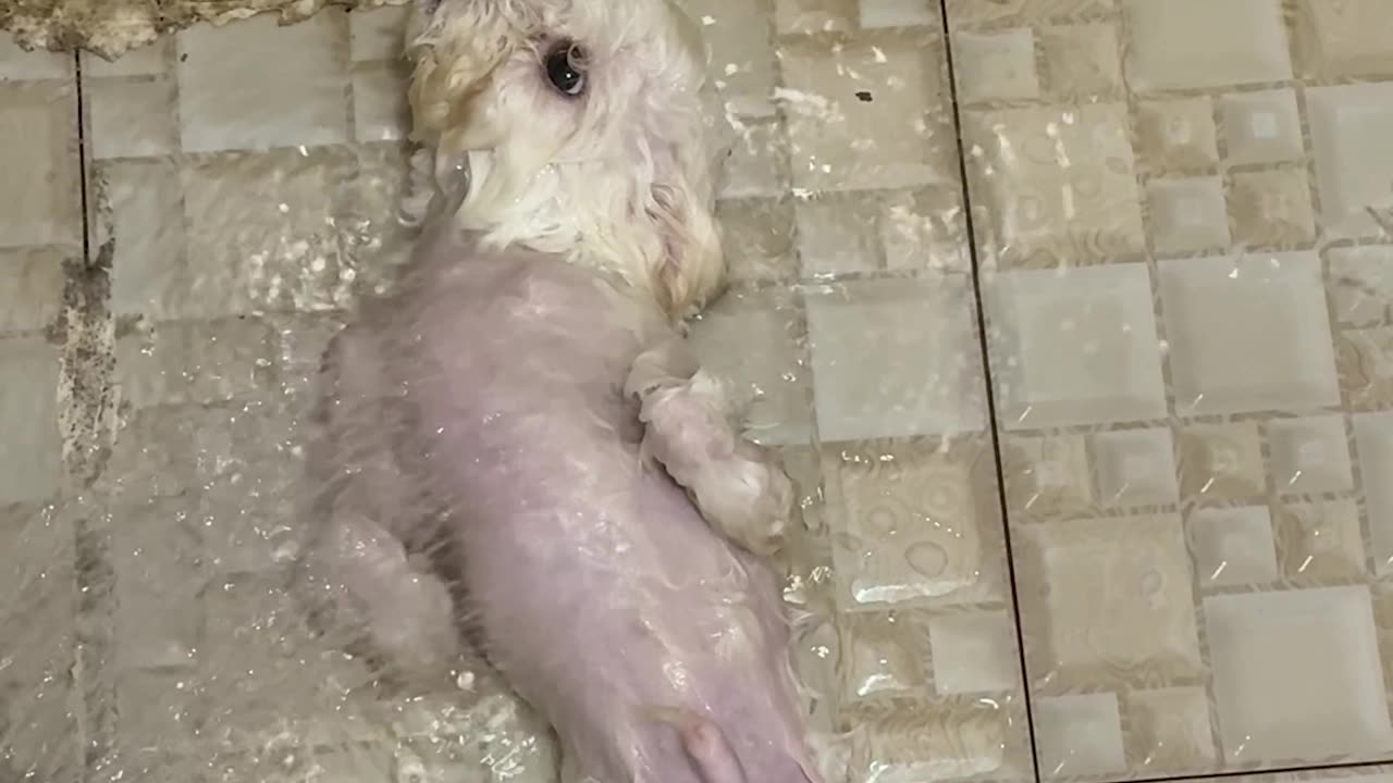 Jack the Cross Eyed Takes a Bath