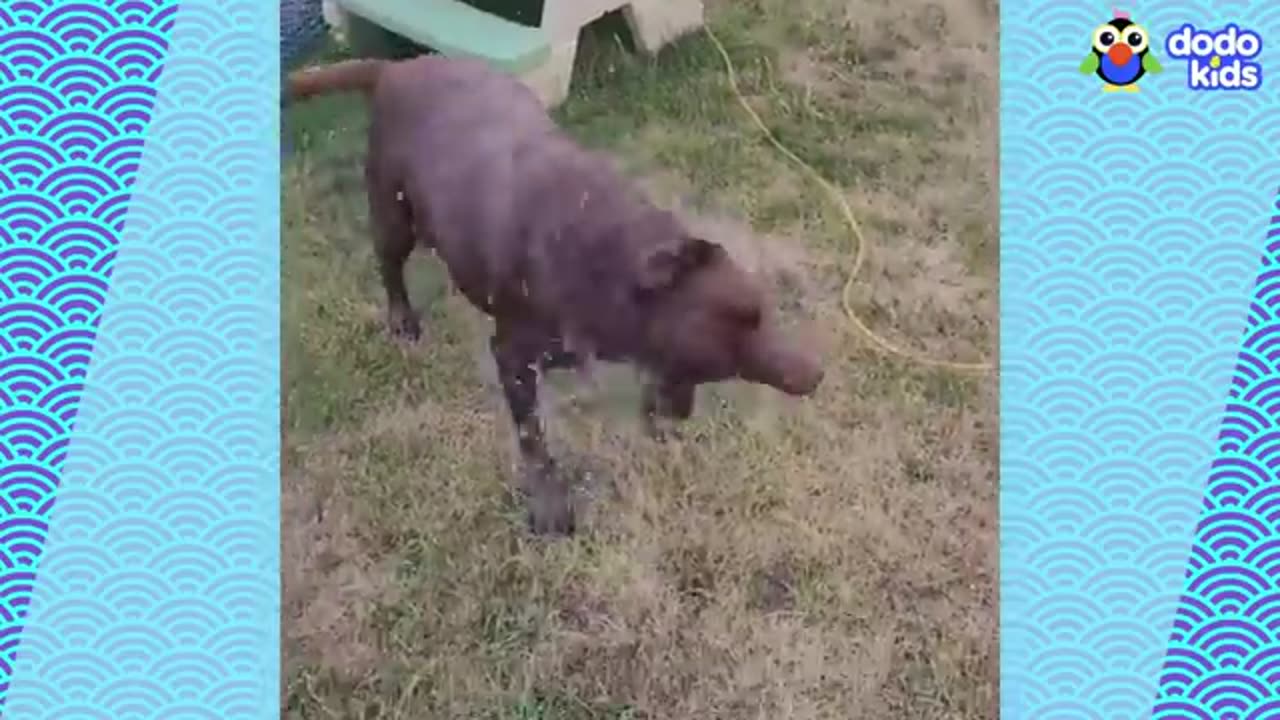 Try not to laugh