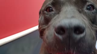 Asher 4y A878713 kennel 9 pod 1 PACC shelter he's seen me around always been comfy with me2025910744