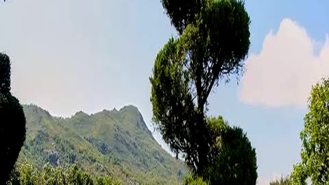 Dramatic Corkscrew Spiral Tree That Creates a Sho