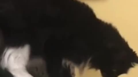 My cat pushed the boundaries TOO FAR this time...