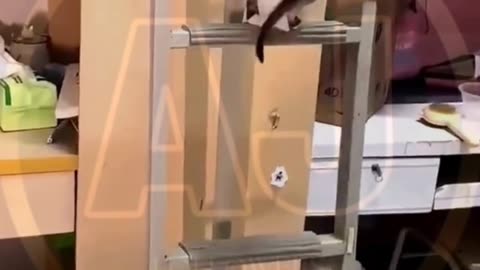 Funny animals video