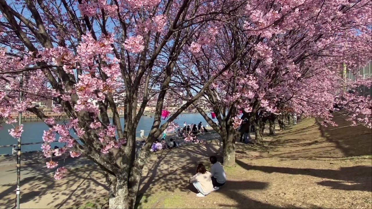 Japanese Cherry Blossom ambiance