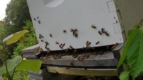 Bee Break #9