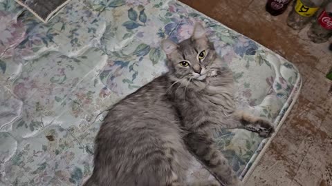 #004 Adorable fluffers 08-24-2025