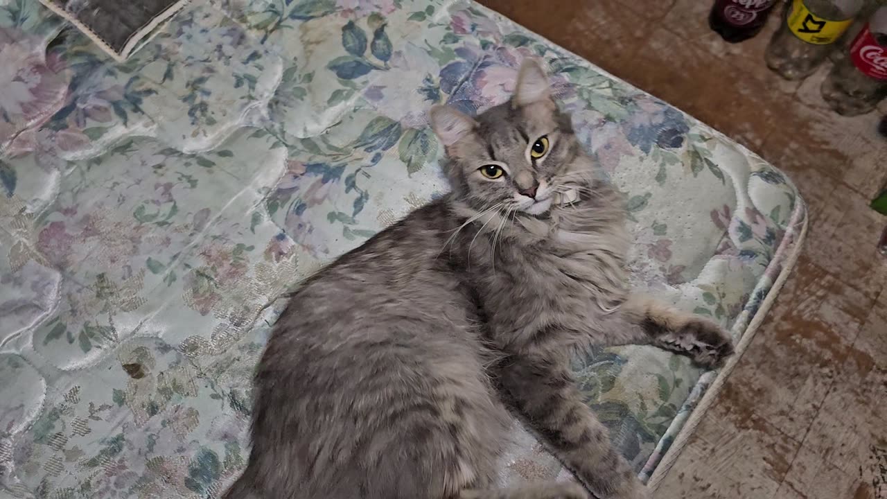 #004 Adorable fluffers 08-24-2025