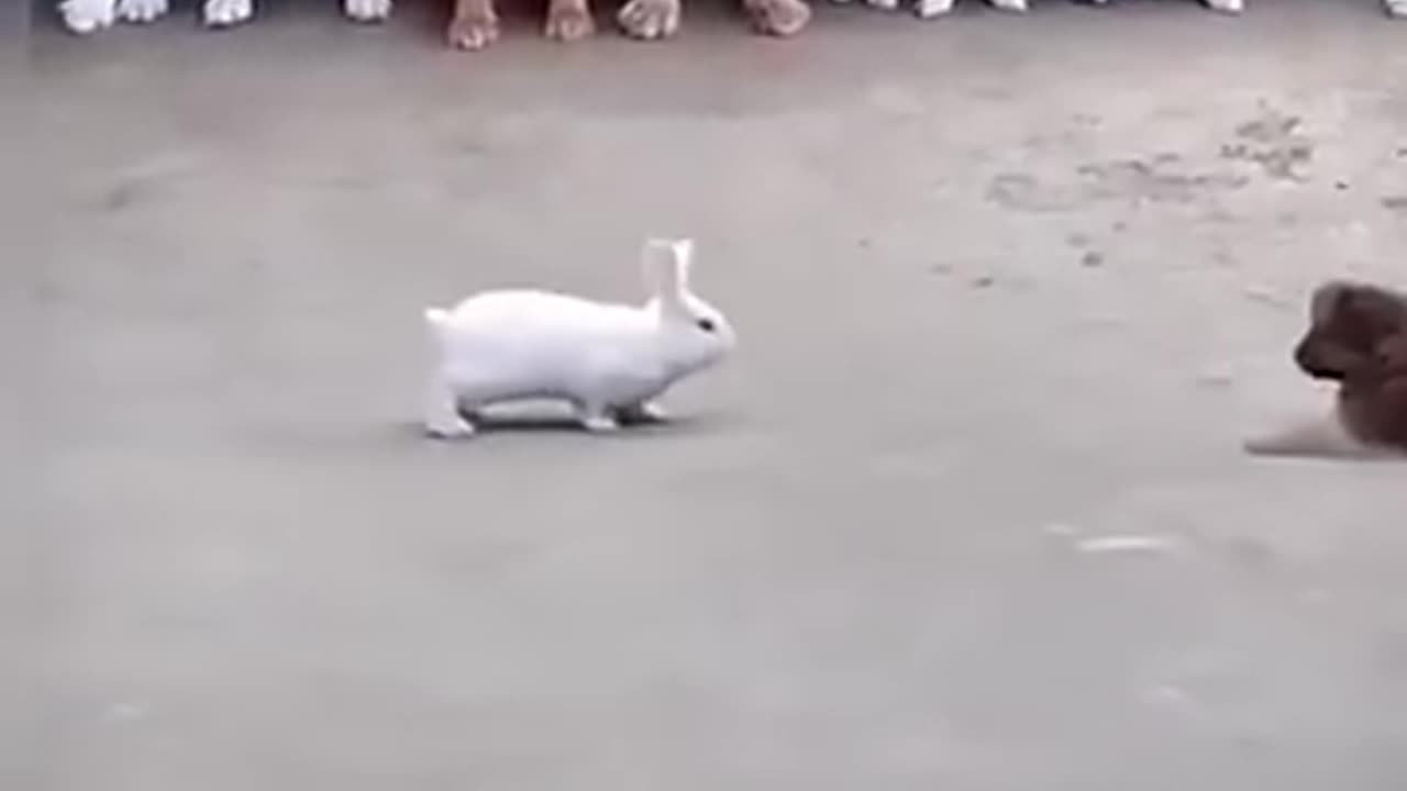 dog and rabbit fighting