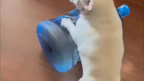 Puppies are always adorable, naughty but adorable 😆