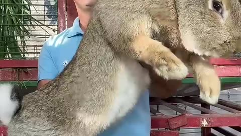 Bunny core. 🐇🐇