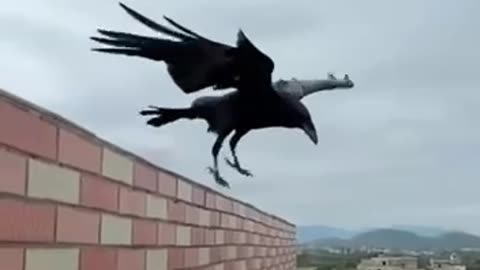 Mastering the art of hovering