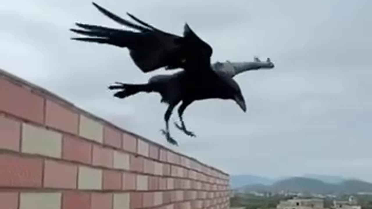 Mastering the art of hovering