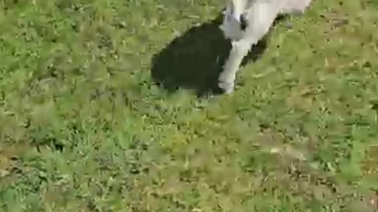 FUNNIEST Animal Videos of 2024
