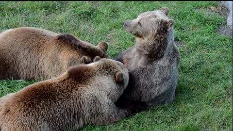 Brown Bears in the Wild – 11 Minutes of Pure Nature with Real Sounds