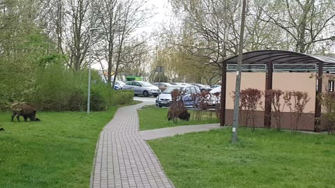 Dziki z młodymi