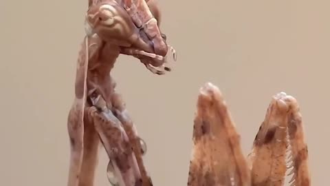 Mantis Style