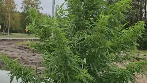 Konopie (Cannabis sativa) [Rumble Short]