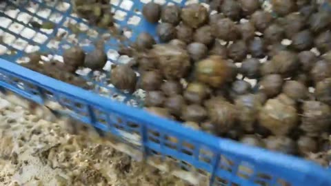 Feral Foraging - How to gather and clean Thousands of black walnuts, fast and easy.